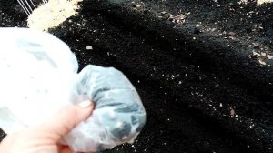 Лук Батун  сею под Зиму из своих Семян  7 ноября 2021г.