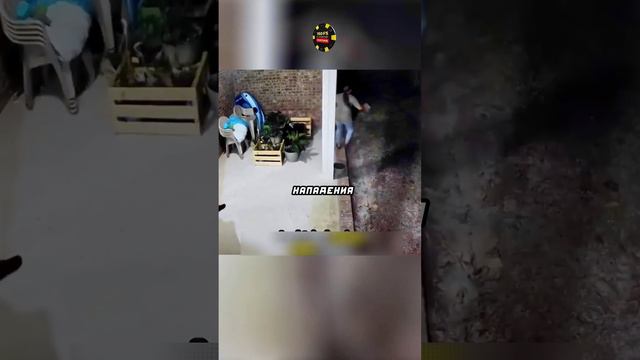 Человек спас собаку от медведя❤️ смотреть онлайн