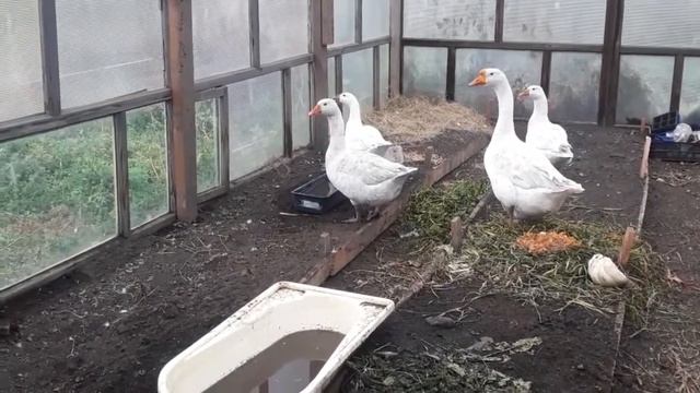 Гуси губернаторские или.... Содержание гусей.