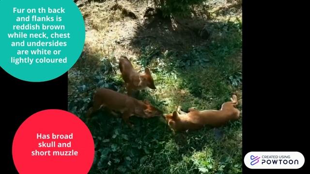 Dhole (Cuon alpinus)
