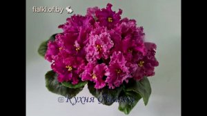 фиалки красноцветоковые коллекция Кухня Фиалки  fialki.of.by