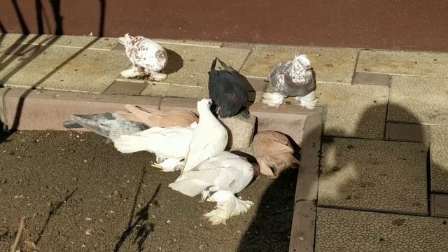 Размеры голубятни, зависят от количества голубей которое будете держать. смотреть онлайн