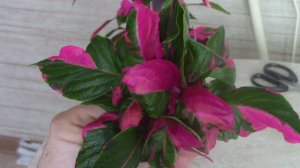 Альтернантера - очень яркое растение.