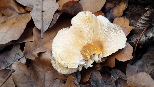 Панеллюс вешенковидный - позднеосенний гриб смотреть онлайн