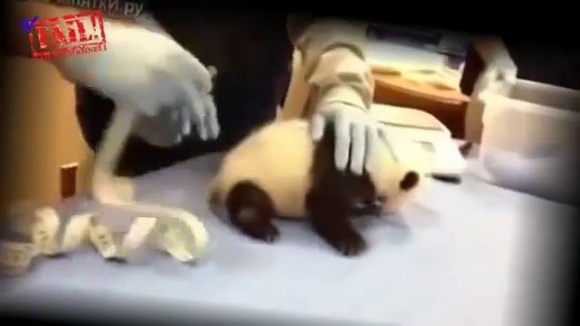 Прикол Маленькая Панда Кричит Как Маленький Ребенок Очень смешно Small panda cries like a baby смотреть онлайн