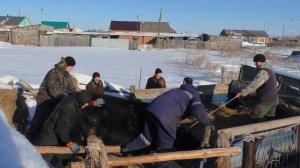 Как выгодно продавать быков в деревне мясом или живым весом