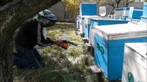 Обработка пчел ,знакомому пчеловоду дым пушкой!