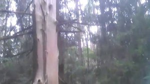 Молния ударила в дерево - место памяти Честера Беннингтона!!!