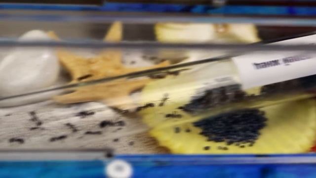 МОЖНО ЛИ МУРАВЬЕВ СДЕЛАТЬ ЗОМБИ - ПРИ ПОМОЩИ ТЕЛЕФОНА? РЕАКЦИЯ НА УЛЬТРАЗВУК смотреть онлайн