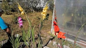 ?ГЛАДИОЛУСЫ. НЕСКОЛЬКО СОВЕТОВ ДЛЯ ОБИЛЬНОГО ЦВЕТЕНИЯ.?