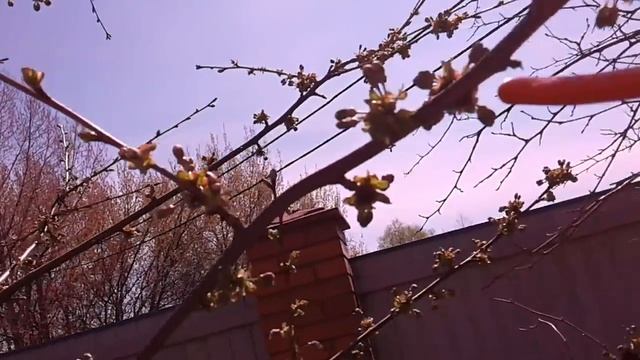 Обрезка персика. Как правильно обрезать и вырастить будущую плодовую древесину
ПРОЧИТАТЬ ОПИСА
НИЕ!