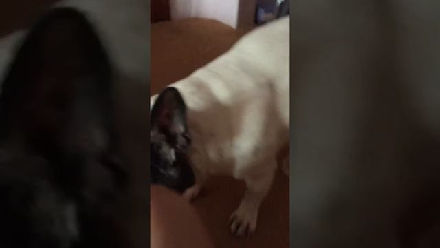 Спазмы судороги у собак смотреть онлайн