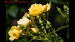 Outdoor Flowers Photographed With Different Lenses, 3 of 4,  HD PENTAX-DA 1:4-5.8 55-300MM LENS