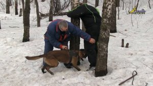 Собака для охраны, дрессировка, снижение давления на собаку уходом за дерево