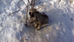 бездомные животные