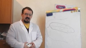 Голод В.М., НМ-200, поджелудочная железа