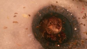 Вот это ТРОФЕЙ на зимнюю удочку(Рыбалка Иркутская Область)