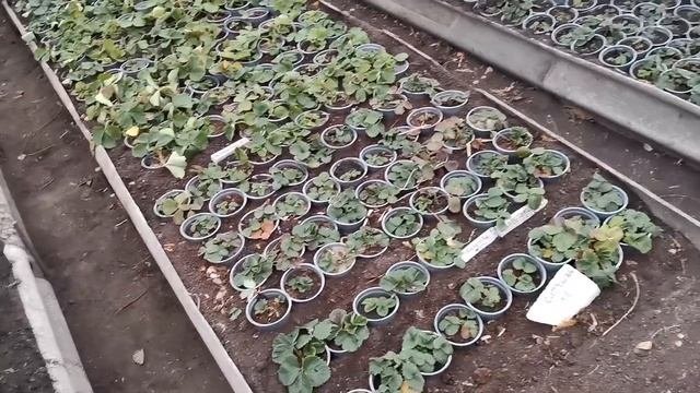 Саженцы клубники зимовка