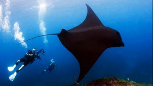 Дайвинг красивые моменты / интересный и увлекательный дайвинг