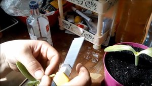Прививка огурца на тыкву Лагенарию.  Grafting a cucumber on a pumpkin Lagenaria.