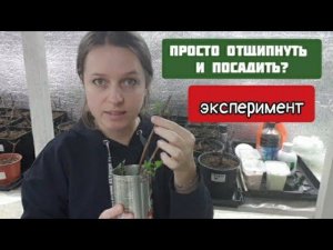 ЧЕРЕНКУЮ ГОРТЕНЗИЮ метельчатую почкой (СЕКРЕТНЫЙ способ)