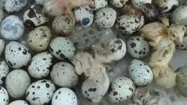 Перепела инкубация первый опыт. смотреть онлайн