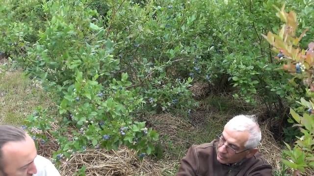 Голубика ч. 2. Беседа Фролова Ю.А. с мастером дела - хозяином питомника. смотреть онлайн