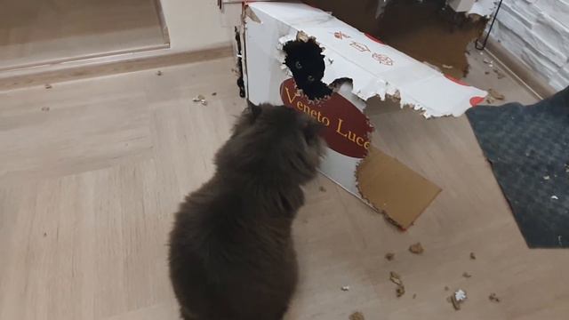 Добивают коробку уже вдвоём #домашниепитомцы #котейки смотреть онлайн
