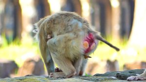 Why Leave Leo Alone?? Monkey Libby, Rainbow, Luna, Monkey Joyce... Gathering Their Member.