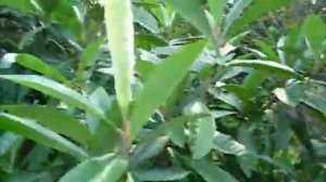 Eriobotrya japonica Loquat Yehuda cultivar