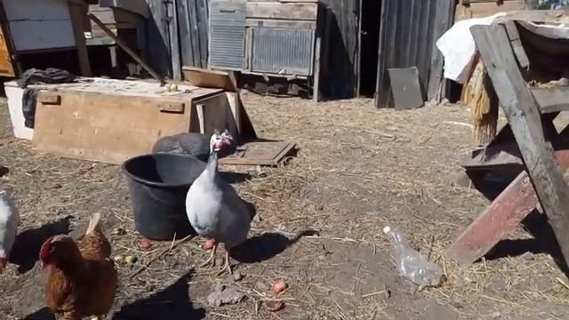 Всё о цесарках