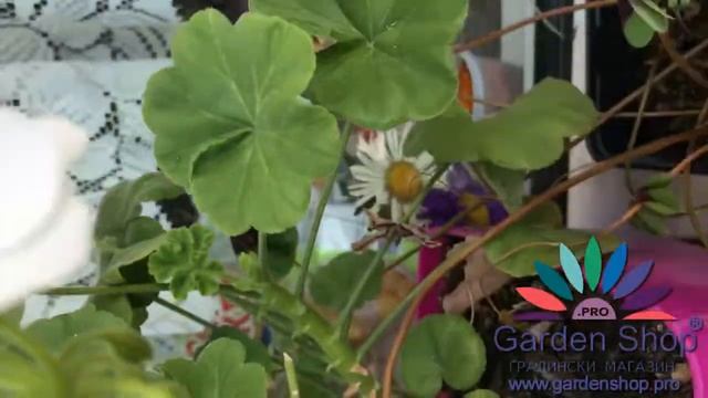 How to remove yellow leaves on pelargoniums - Pelargonium zonale geranium flower
