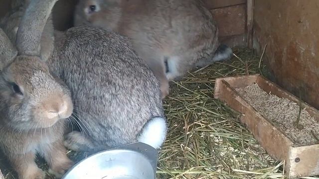 Кролики Фландр | Купил кроликов | Обзор | Крольчата растут смотреть онлайн