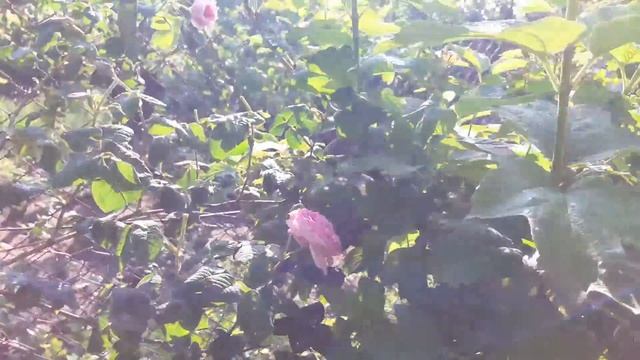 Барбарис, чайная роза, Белый пион древовидный смотреть онлайн