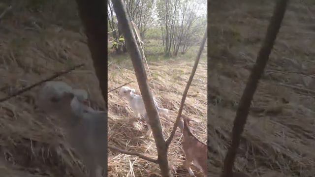 Козлята нубийские, процентные смотреть онлайн