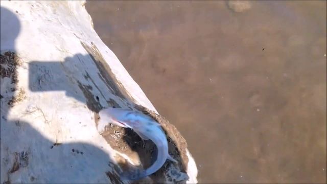 Рыбалка на Кубани. Р.Кубань (водохранилище).  Лещ,судак,тарань,чехонь.