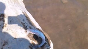 Рыбалка на Кубани. Р.Кубань (водохранилище). Лещ,судак,тарань,чехонь.