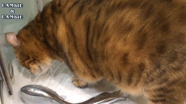 Посмотрите, что делает кот, когда хочет пить!!!!!! смотреть онлайн