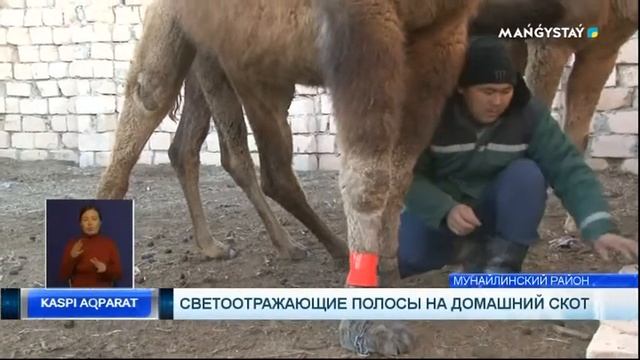 Светоотражающие полосы на домашний скот смотреть онлайн