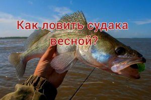 КАК ЛОВИТЬ СУДАКА ВЕСНОЙ? На какие приманки ловить судака? Места для ловли судака весной