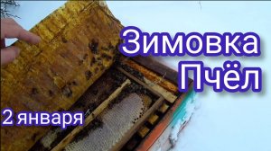 Зимовка пчёл. Контрольная проверка состояния пчел во время зимовки.