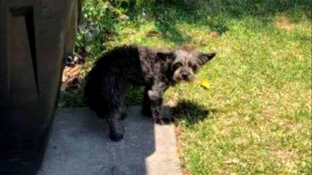 Собака все сидела и ждала у дверей гаража, но никто не приходил смотреть онлайн