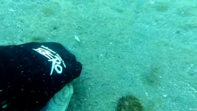 Подводный мир Приморья. дайвинг в Приморье. дайвинг Владивосток. отдых в Приморье.