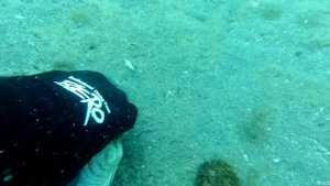 Подводный мир Приморья. дайвинг в Приморье. дайвинг Владивосток. отдых в Приморье.