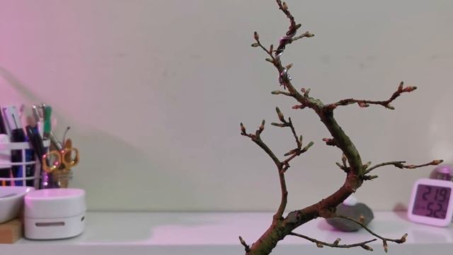 32 - Pseudolarix (Golden Larch, False Larch) Bonsai - Safely Removing Wire смотреть онлайн