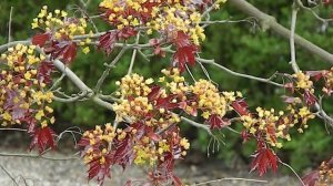 Acer platanoides Faassen's Black