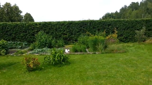 Обрезка кустов Аронии.+79990008108 Обрезка живой изгороди в Москве и М области,  формирование кроны смотреть онлайн