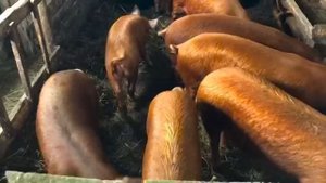 ДИАНА СТРОГАЯ И ТАКАЯ НЕПРОСТАЯ ЖИЗНЬ В РУССКОЙ ДЕРЕВНЕ…