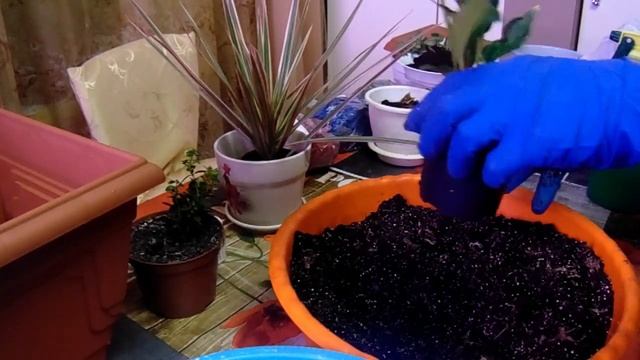 Групповая посадка. Размножение фиттонии с антуриумом. 5 часть. смотреть онлайн