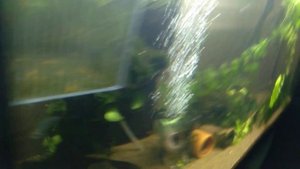 уход и кормление мальков Анциструса